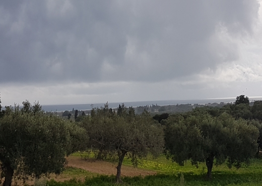 Terrain à Vendre à Dharoufa – Nabeul