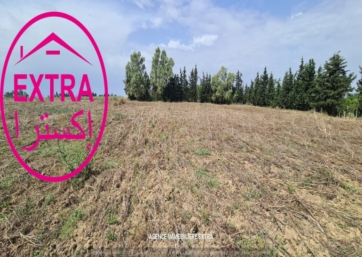 CAMPAGNE A EL MACHROUHA (BOU ARGOU