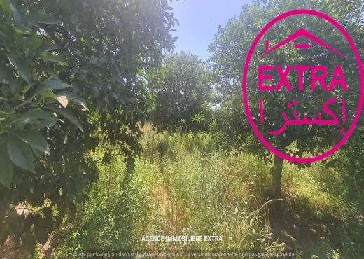 Vente campagne à Nabeul - image 2