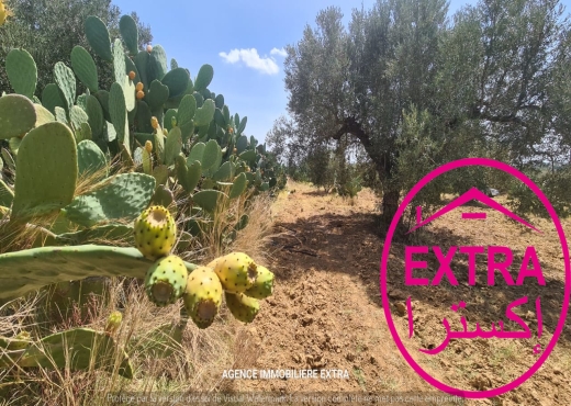 Campagne à el hwaria de Nabeul - image 3