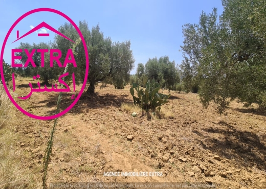 Campagne à el hwaria de Nabeul - image 4