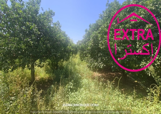 Vente campagne à Nabeul - image 3