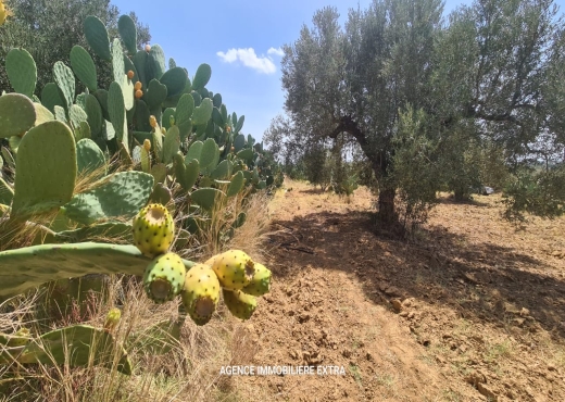 Campagne à el hwaria de Nabeul - image 2