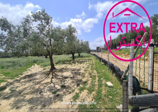 Opportunité unique – Campagne à Nabeul, route Tuni