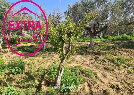 VENTE FERME CLÔTURÉ À DAROUFA - image 4